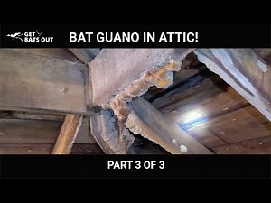 Bat Guano and Urine in Attic 2020 part 3 of 3