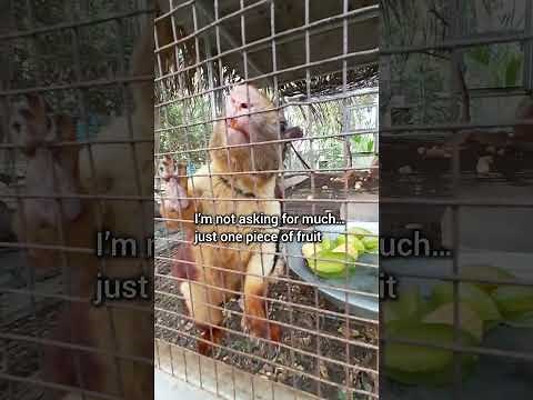 🐿️ The Most Dramatic Squirrel in The World