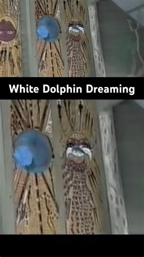 White Dolphin Dreaming - Gold Coast Australian indigenous story about #australiannatives