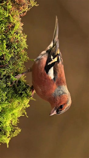 Foraging Habits of Chaffinch Birds