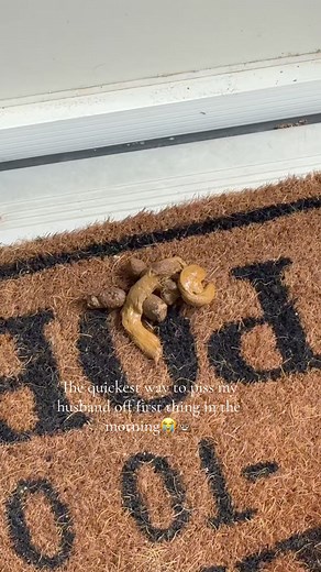 77K views · 185 reactions | “It wont even soak in because all the chemicals”藍#husbandwife #husband #poop #cat #funny #wife #fyp | Tess Walker | Facebook