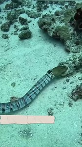 916K views · 3.4K reactions | Sea snake vs moray eel ♥️ #thankyouforwatchingmyreels #fbreelsfypシ゚viralvideo #fbfishhunting #fbreelsfypシ゚ #monitizereels #fbfolowers #StarsEverywhere #thankyouforyoursupport | Taga Sisid | Facebook