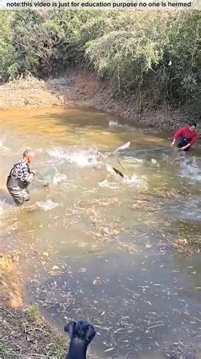 নেট জাল দিয়ে মাছ ধরতে গিয়ে শেষ পর্যন্ত কতগুলো মাছ ধরেছিল দেখুন #fish #shorts #lifefishing