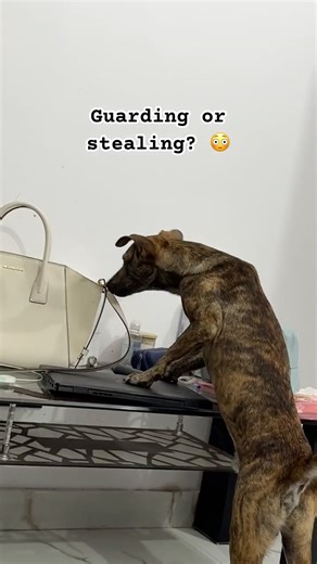 GUARDING OR STEALING 😳😦😮 #trendingshorts #watchdogs #petdog #dogfunnyvideos #dogshorts #streetdog