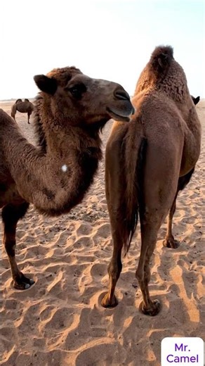 Camel mating and breeding scene 1