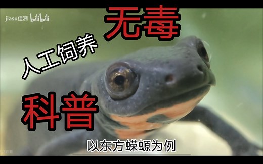 【科普向】剧毒？无毒蝾螈？！关于蝾螈及河豚毒素的起源探究