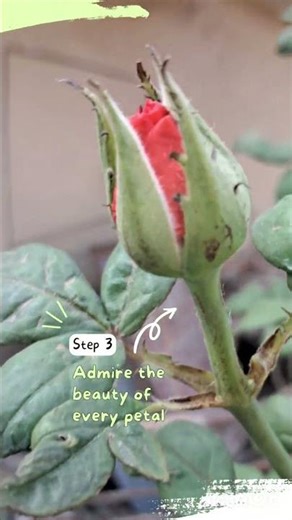 blooming life with red rose 🌹