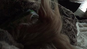 3.1K views · 671 reactions | WE GOT ANOTHER SNOREBELLIA IN THE HOUSE We have another musician to add to the orchestra of snores here at Casa De Splinter. Olive fits right in! Daily ARF-irmation: "Music is a piece of art that goes in the ears straight to the heart." #HairlessNation #LittleOlive #SawingLogs | Master Splinter | Facebook