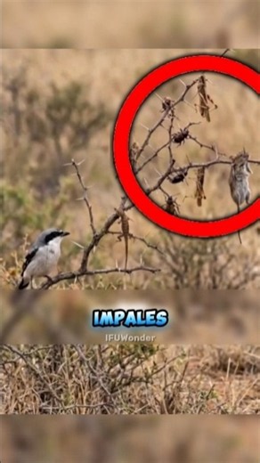 It's A "Butcher Bird" For A Reason