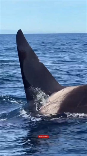 Massive Orca Surfaces Beside the Boat – A Breathtaking Ocean Encounter! #short #sea #orca