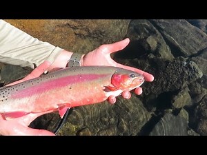 High Country GOLDEN TROUT Fishing | Wind River Range Wyoming