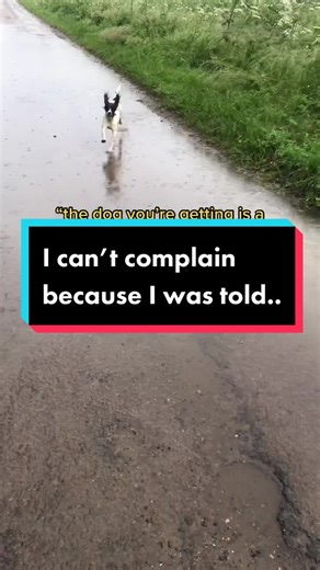 #highenergydog puppy #smile #fy #foryou #foryoupage #fypシ #spaniel #dog