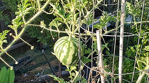 How to Grow Watermelons in Containers | Why to Grow Watermelons Vertically in Containers