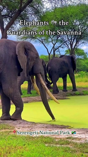 Sail Adventure Safaris DMC on TikTok