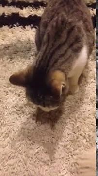 Cat smacking his lips