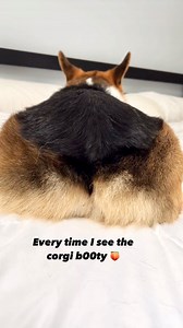 137K views · 107 reactions | It’s extremely satisfying . #corgibutts #corgibutt #corgibuttsdrivemenuts #corgilife #corgigram #doggosofinstagram | Brady the Tri-Colored Corgi | Facebook
