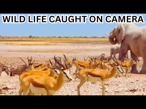Incredible Wildlife Animals Caught on Camera | Nature in Action #wildlife