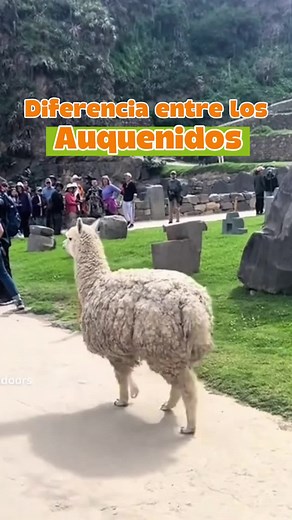 Diferencias entre la llama, alpaca, vicuña y guanaco