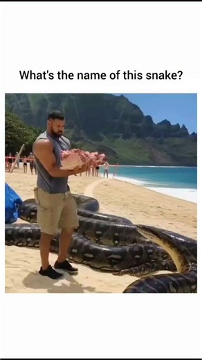 tonnyticks on Instagram: "The post showcases a man safely feeding raw meat to a massive reticulated python on a Hawaiian beach, with visuals matching Kauai's Na Pali Coast, aligning with @LIFE4Rea 's focus on snake education and handling. Garnering 1.6 million views in under 24 hours, it sparks widespread debate in replies, with users tagging AI detectors like Grok due to hyper-realistic motion, yet no clear deepfake inconsistencies appear in frame-by-frame review. Reticulated pythons, the longe