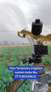 Three sprinklers. One cabbage farm. Uniform water, uniform growth. Irrigation is not about pouring water it’s about precision, balance, and care. Every drop counts when you’re growing food for the nation. This is how we farm smart, this is how we farm with purpose. #FarmWithTonny #SmartFarming #IrrigationSolutions | Farm with Tonny greenhouse and irrigation solutions