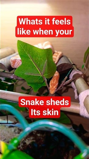 What it feels like when your Snake sheds Its skin