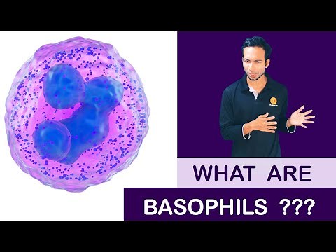 What are Basophils ??? ( Clear explain )