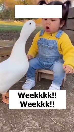 Nasib Angsa Nakal #funnyvideo #videolucu