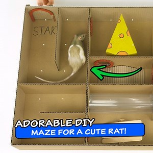 30K views · 60 reactions | Adorable DIY Maze For A Cute Rat! | The Q | Facebook
