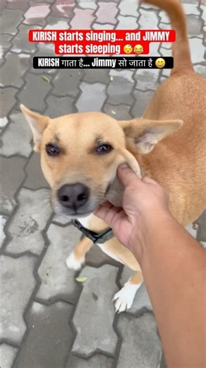 JIMMY Falls Asleep the Moment KIRISH Starts Singing 😂 #shorts #ytshorts #funnydogs #instagram #reels