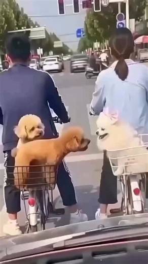 This one doesn't waste any time at all. He didn't respect the little dog next door. But be serious... What a sweet scene 😍 Who else saw this and laughed?