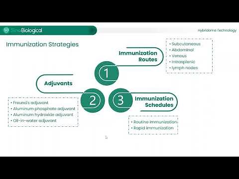 Technology Platforms for Monoclonal Antibody Development and Production