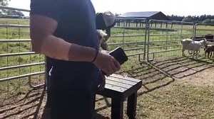 33 reactions | Getting the ARM Sanctuary goats ready for the holidays with hoof pedicures! Have a very happy, safe, and compassionate Thanksgiving everyone! 旅旅 | Animal Recovery Mission | Facebook