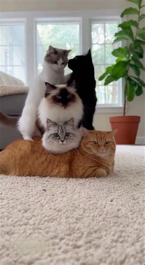 Amazing Cat Stacking Show: Watch These Cats Pile Up!