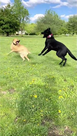 Black Labrador and gold Labrador playing happily in the park #labrador #newfoundland