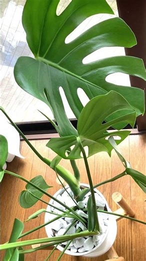 モンステラの縮こまっていた葉がやっと開いた 黄緑色から成長する観葉植物の育て方