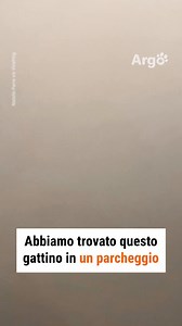 Una bella famiglia cambia tutto 🥰🥰 | Argo