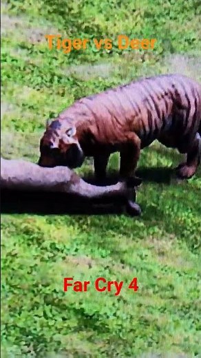 Far Cry 4: Bengal Tiger vs Sambar Deer in the arena ♥️ 🐅🦌
