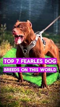 top 7 fearles dog breeds on this world #gsds #rottweiler #germanshepheard