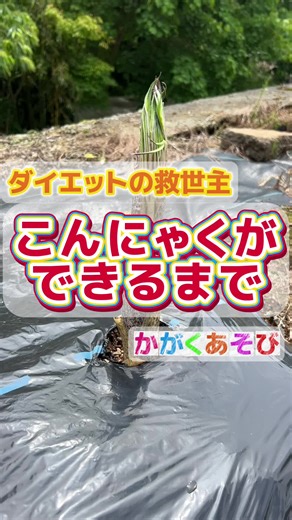 こんにゃく芋の手間と育て方について