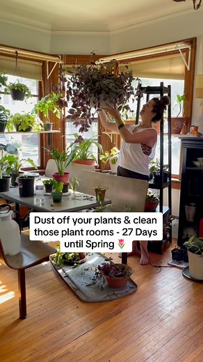 27 DAYS UNTIL SPRING 🌷 | Foraging Fosters