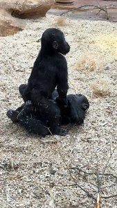 “Osedlám si tě a hyjé! Jedeme!” “Žádný takový, já tě zalehnu a kousnu tě do bobíka.” “Tak to teda né!” “Hele já to vymyslela, hodím placáka a ty mě chytneš.” “Já tě chytat nebudu.” “To neva, stejně hodím placáka…..a teď si pěkně zacvičím….” Mobi & Gaia (15.01.2026) #zoopraha #animals #gorilla #videos #fun | Monika Moudrá