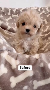 604K views · 5.7K reactions | Maltipoo puppy Teddy at 4 and 9 weeks of age朗 #maltipoo #maltipoodle #maltipoos #maltipoosofinstagram #maltipoopuppy #maltipoolove #cutestpuppy #cutestdogs #cutestdogsever #dogslife #bestfriend #bestfriendsforever #dog #dogsofinsta #dogsofig #puppies #puppiesofinstagram #fluffypuppy #fluffypuppies #doodlepuppy #doodlepup #cutestdoodles #doodlelove #doodleoftheday #puppyoftheday | MLA Pets - My Little Angels | Facebook