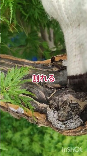 もみじの剪定やり方、切りすぎはNG