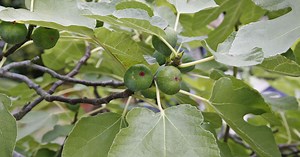 Feigenbäume selbst vermehren