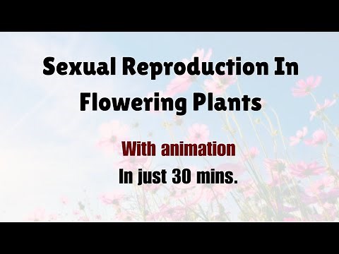 Sexual Reproduction In Flowering Plants in just 30 minutes with animation. #class12 #neet2024