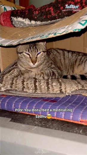 This Cat Was NOT Happy😡