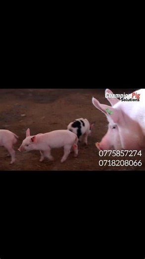 We are excited to bring you the best solution to waste management. With biogas system, you can unlock more value from your pig waste to make energy for cooking, heating & connect a biogas generator that converts methane gas to electricity. Engage us for more info: 0775857274 0718208066 No. 56 Airport Rd Queensway shops Hatfield Harare #BiogasSystems | Champion Pig Solutions