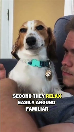 5 Signs Your Dog Is Emotionally Balanced ⚖️🐶