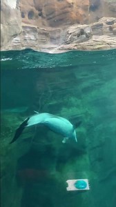 #kaiyukan #dolphin #osaka #japan2025 #japan #aquarium #fypシ #shorts #explore #acuario #2025 #cute