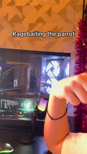 He’s very territorial of MY arm on MY shoulder #fyp#bird#parrot#funny#pet